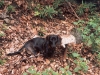 pilz