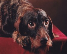 Die Fotos sind da…